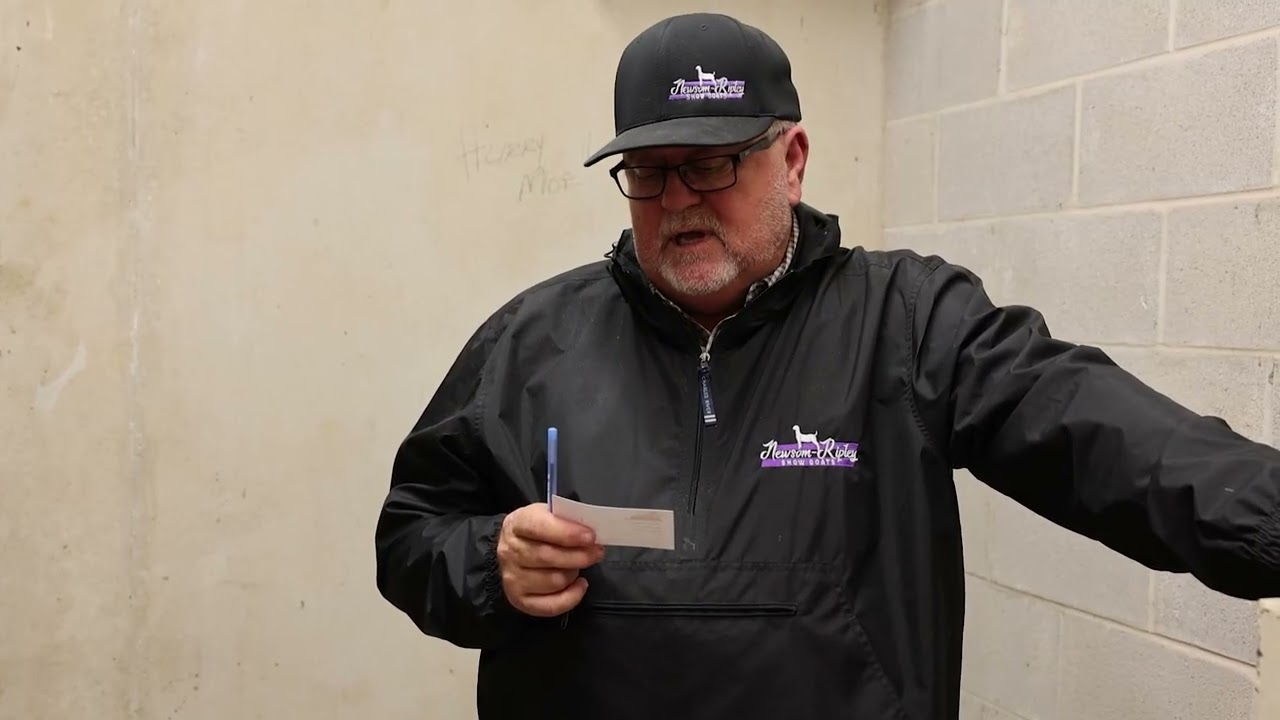 9 Senior Market Lambs