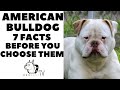 Before you buy a dog - AMERICAN BULLDOG - 7 facts to consider! DogCastTV!