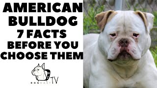 Before you buy a dog  AMERICAN BULLDOG  7 facts to consider! DogCastTV!