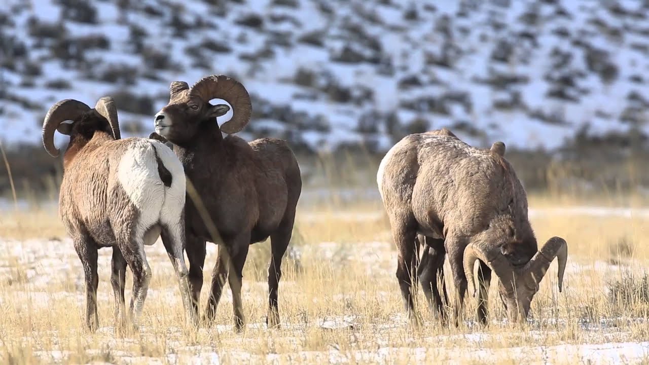 Rocky Mtn Rams rutting - YouTube