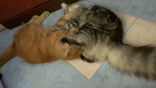 Maine Coon Cats : Buggy & Shina Playing by DAikazoCoon 16 views 2 years ago 1 minute, 20 seconds