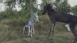 New Village Wow Amazing Beautiful 27 August 2023