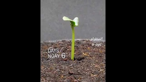 أجمل وأفضل حالات واتس اب دينية 🦋 قرآن كريم بصوت القارئ اسلام صبحي ( ستوريات انستا ) حالة واتساب