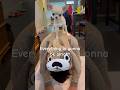 Having a Hard Day? Watch This #cutedog #chihuahua #shorts #hearttouching