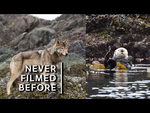 Never filmed before: Sea wolves prey on sea otters