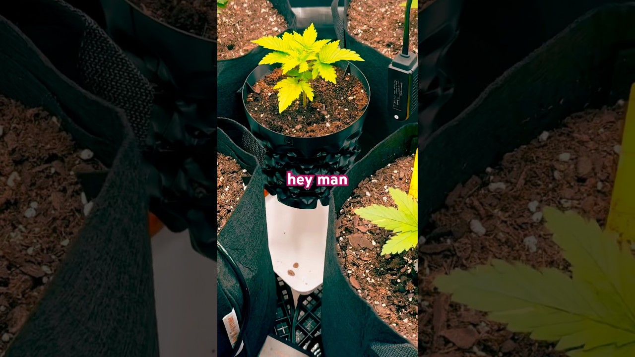 Full video in description