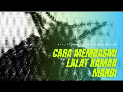 Video: Bagaimana Cara Menyingkirkan Lalat Di Toilet Pedesaan? Obat Tradisional Untuk Lalat Di Toilet Jalanan Di Negara Ini. Bagaimana Cara Membersihkan Lalat Di Toilet Gambut Di Luar?