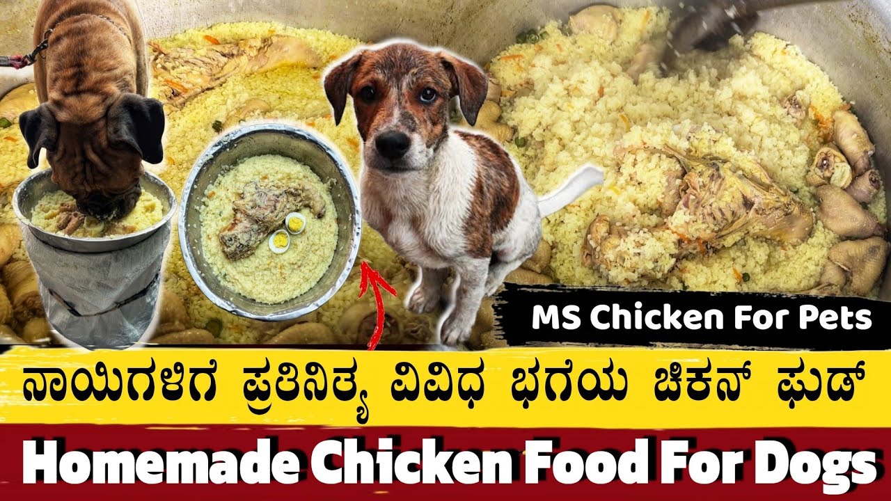 Homemade Chicken Rice For Dogs | Healthy Dog Food at starts from 149rs | Street Dog Food |