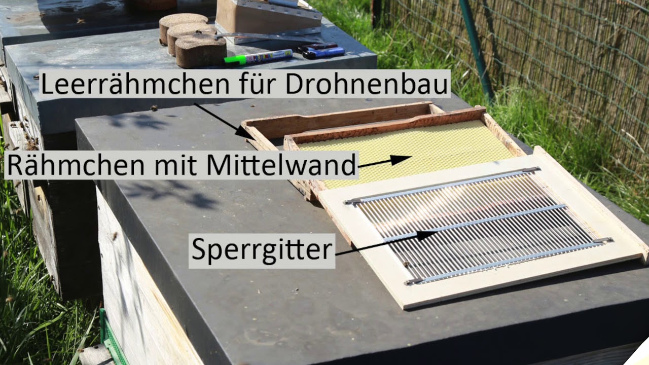 AuswinterungTrogbeute27 03 2020