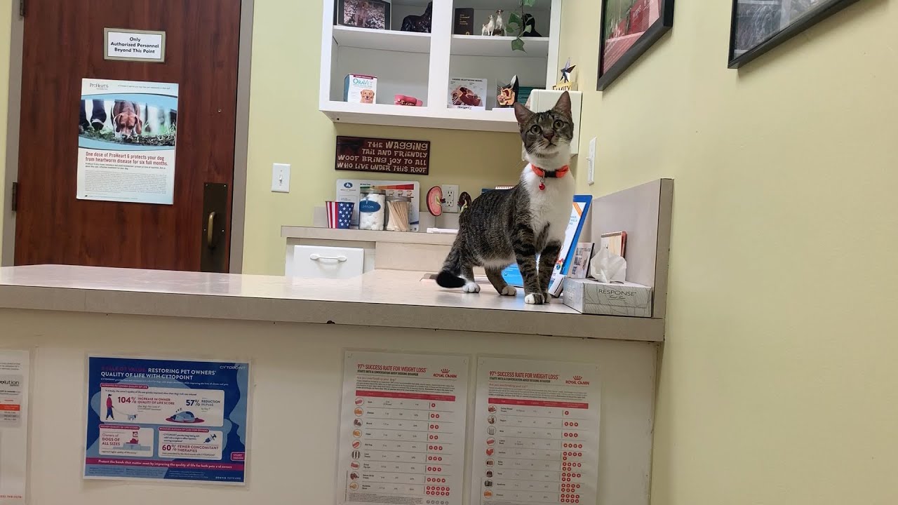 Vet appointments YouTube