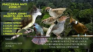 MASTERAN ANTI ZONK Part 9. GEREJA TARUNG, CILILIN, PRENJAK BETINA, CUCAK JENGGOT & KAPAS TEMBAK