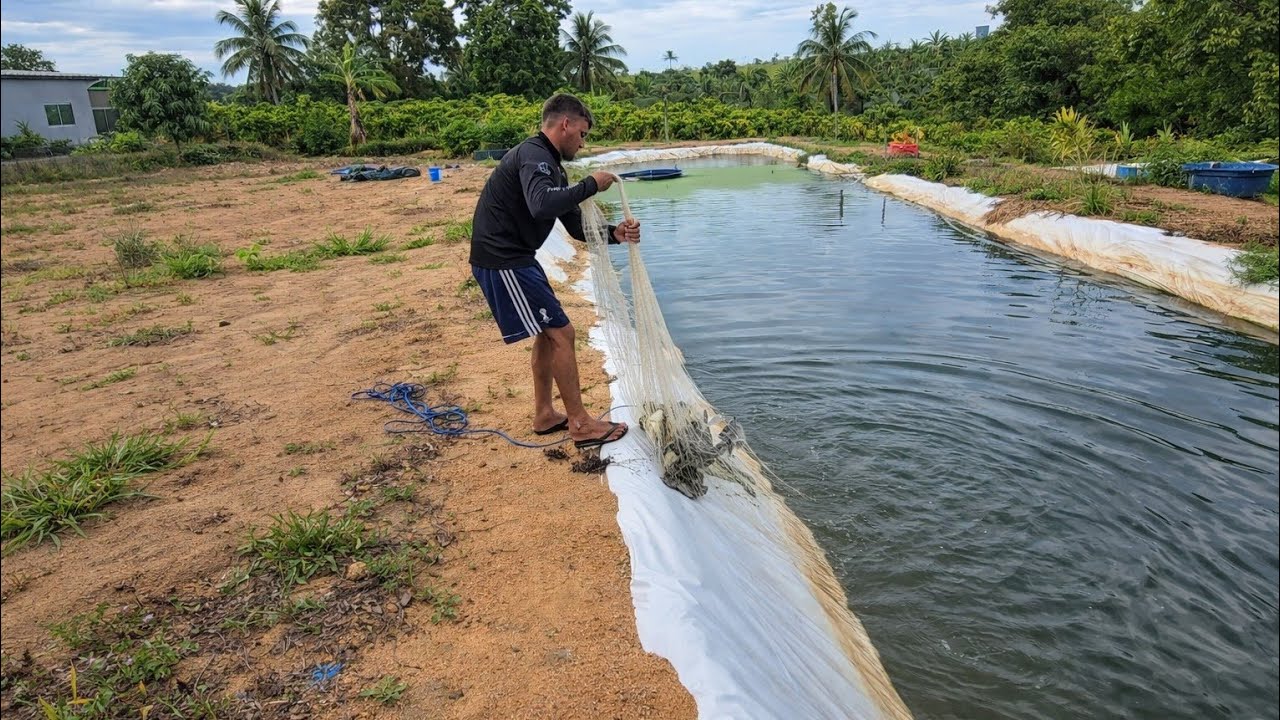 Vejam o resultado criando peixe e gastando pouco! 