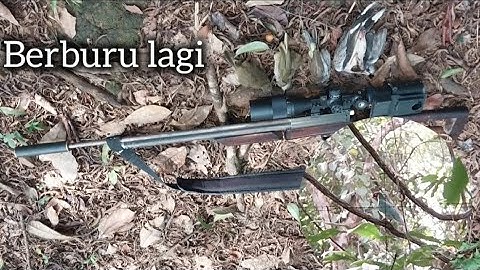 Berburu Terucukan, bonus tekukur dan punai