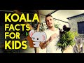 Koala Facts For Kids | Aussie Animal Facts | Cute Koala