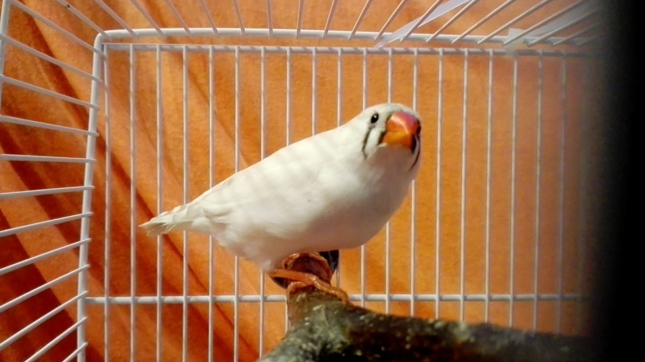 Zebrapinty - Zebra finch 