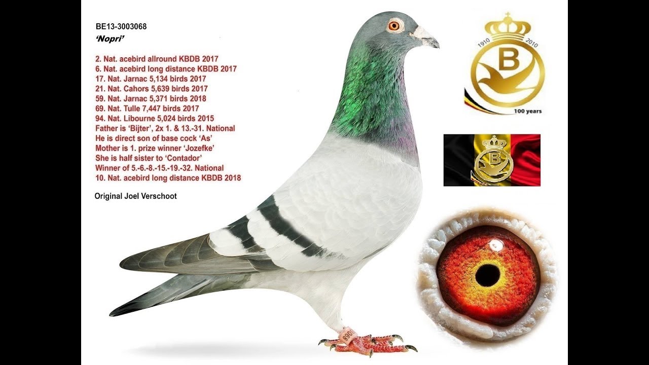 嶺東資訊賽鴿協會 Sialice