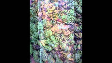 Chuối Hột Rừng Tây Nguyên - Chuối Hột Rừng