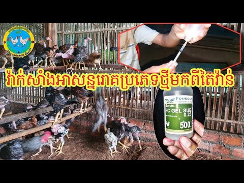 វ៉ាក់សាំងអាសន្នរោគប្រភេទថ្មីមកពីតៃវ៉ាន់ ( កសិដ្ឋានចិញ្ចឹមមាន់ស្រែ564 chiken farmer 564 )