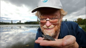 Call of the wild: Turtle hatchlings released at Mud Lake