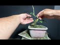 Vlog#34 update shohin tugas informal upright🌳