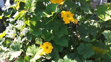 Hand Pollinating Butternut Squash 7/8/23