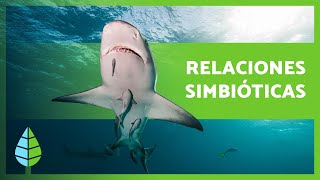 Full What is Symbiosis 🐠🦐 Mutualism, Commensalism, Parasitism + Examples 🐦 Guide