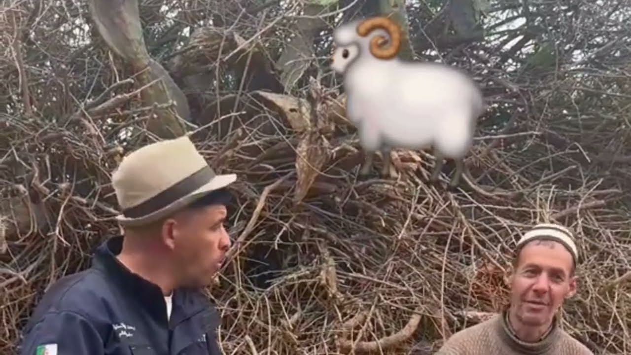 نعنوع والميلود قالو للحاج سجلنا في الكباش المستوردة