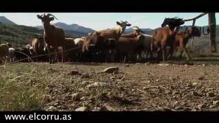 Razas autoctonas de Asturias
