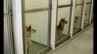 Grand opening of new SPCA Cincinnati Humane Center