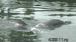 Dolphin Research Center Aletas Baby