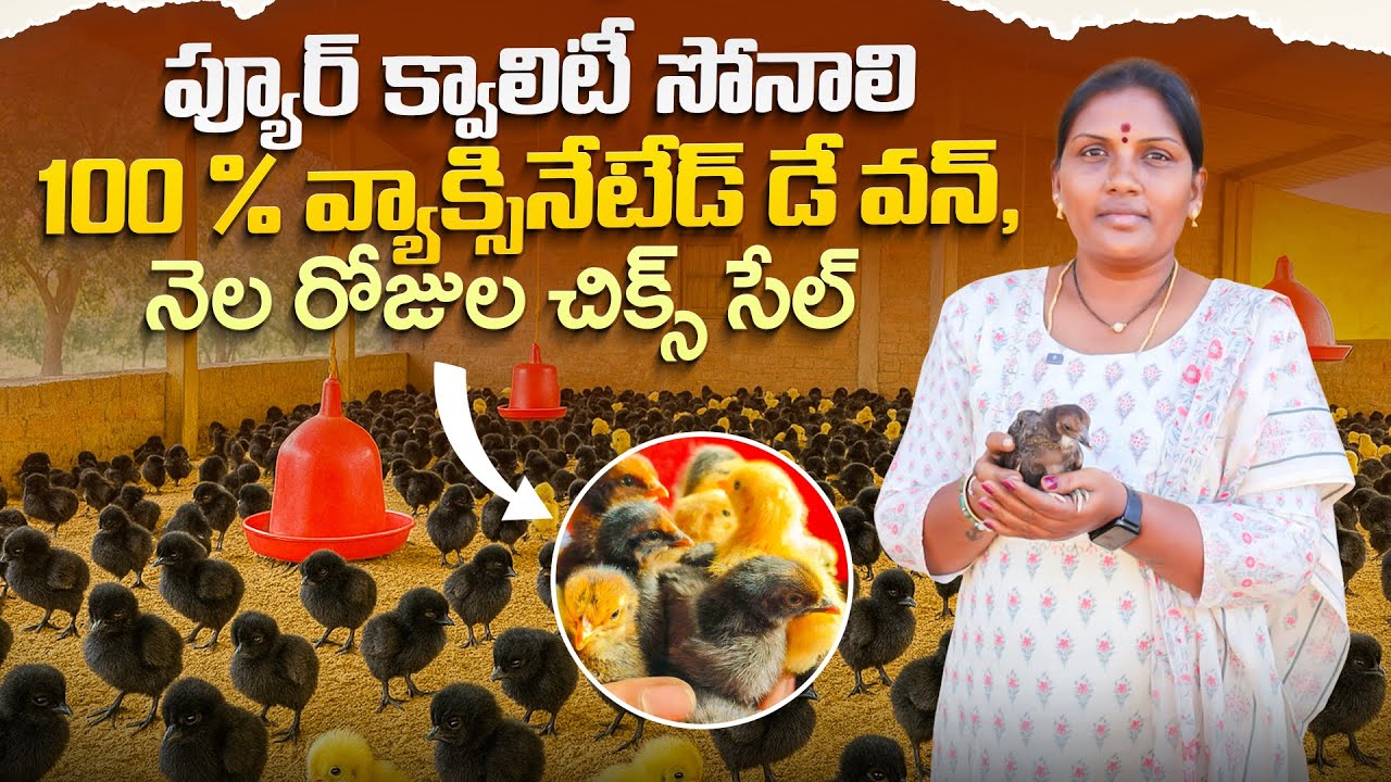 Sonali Chicken farming | Sonali chicks for sale | సోనాలి కోళ్ల పెంప‌కం, అమ్మ‌కం #manalocalfarmer