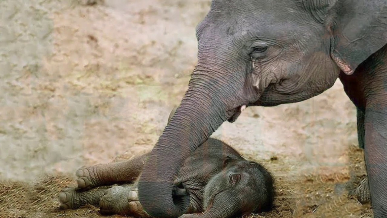 сколько носят слоны беременность