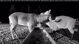 Mutual Grooming Bucks by Brownville's Food Pantry For Deer 24,154 views 4 months ago 2 minutes, 42 seconds