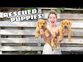 RESCUED PUPPIES FOUND ON THE SIDE OF THE ROAD!