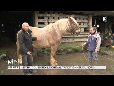 ANIMAUX : Le trait du nord, le cheval traditionnel du nord