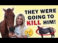 RESCUING A HORSE FROM SLAUGHTER FROM 1000 MILES AWAY