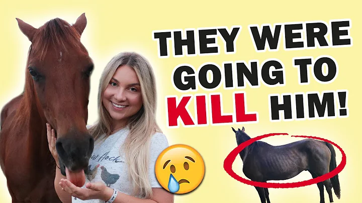 RESCUING A HORSE FROM SLAUGHTER FROM 1000 MILES AWAY