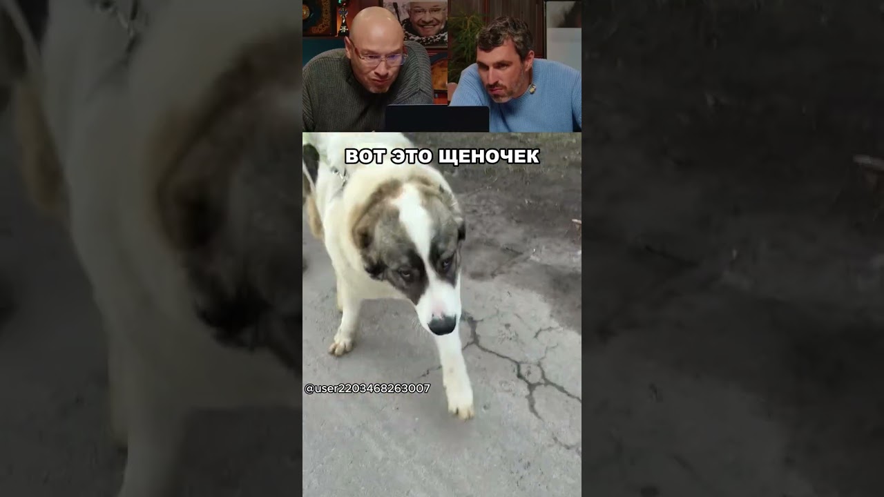 Маленький щенок