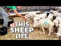 A Day in My Life. 🐑 (LET’S DO SUMMER SHEEP CHORES):Vlog 324