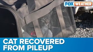 Cat Rescued From Mangled Car In Deadly I-55 Pileup