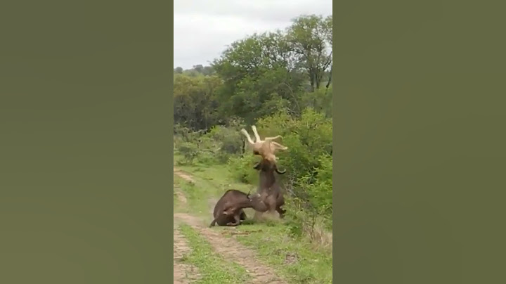 Buffalo Launches Lion Straight Into The Air! Buffalo Wins Over Lion.
