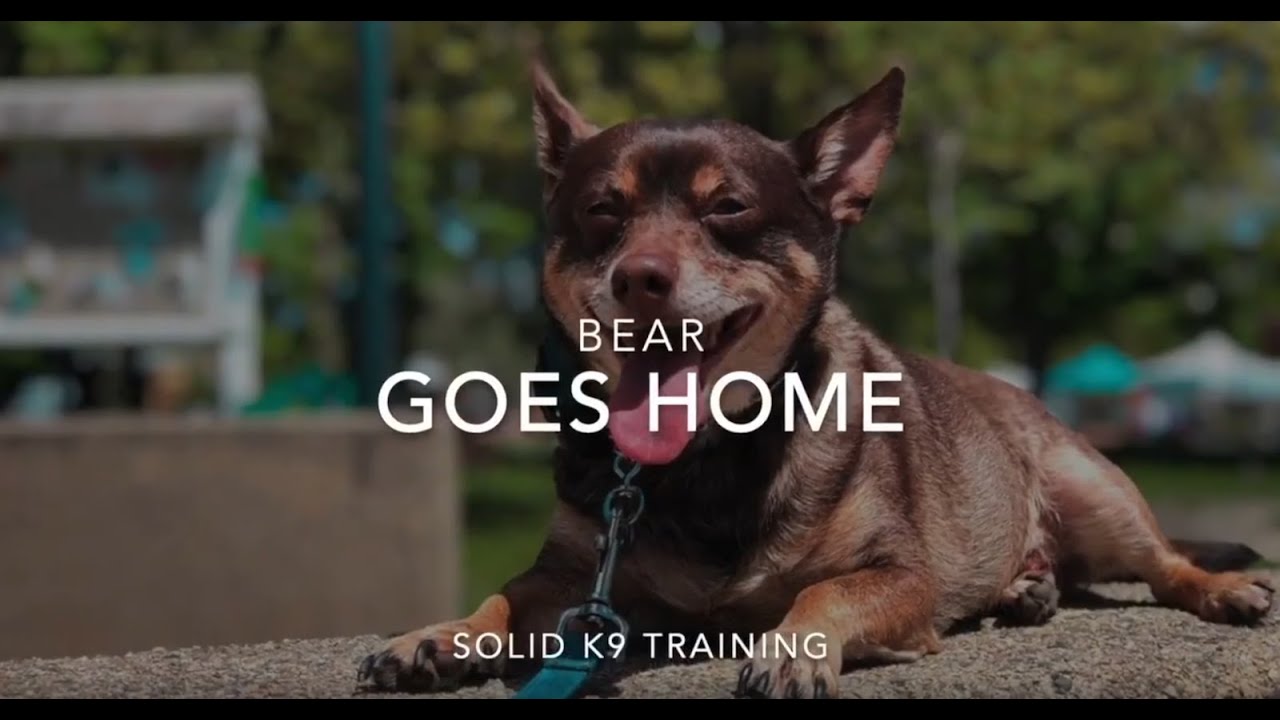 solid k9 training seminars