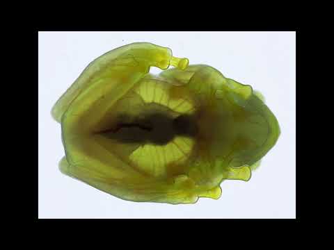Glassfrogs hide red blood cells in their liver to become transparent