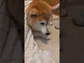 柴犬福 母に体を拭かれながらナチュラルにディスられてしまう柴犬🤣Mother's boy🤣#shorts #柴犬 #japanesedog #shibainu #시바견 #dogshorts