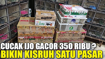 REZEKI SORE BARU BONGKAR 1.000 EKOR BURUNG NEMU CUCAK IJO GACOR DI OMBYOKAN DIHARGAIN CUMA 350 RIBU