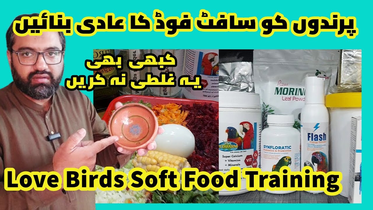 Love Birds Soft Food Training Lovebirds Breeding Formula Breeding Tips MirAvi YouTube