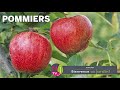 Tout savoir sur le pommier et la pomme   larbre les formes la culture les meilleures varits