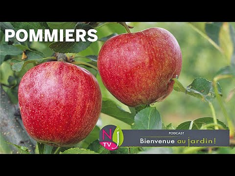 Vidéo: Cultivars de pomme rouge : cultiver des pommiers avec des fruits rouges