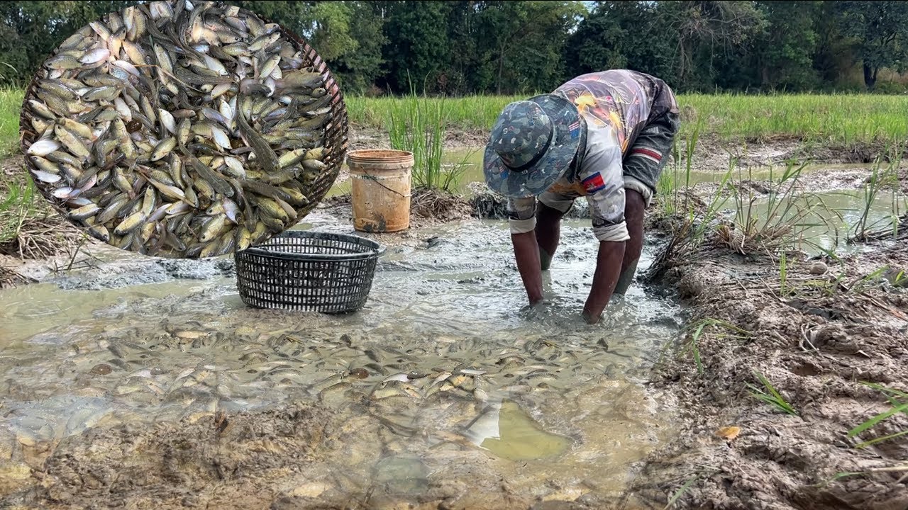 ម្យ៉ាងដែរ ដើរចាប់ត្រីខះទឹកតាមវាលស្រែយកទៅដាក់ចិញ្ចឹមក្នុងស្រះ