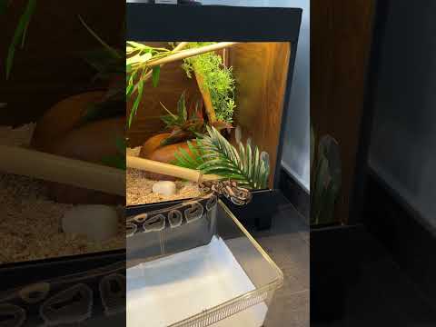 Nourrissage de mon python regius 🐭❗️